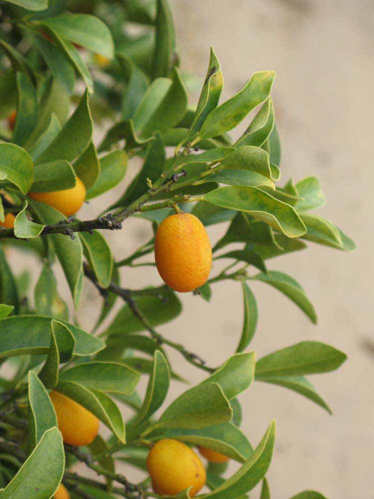            Fruit (Riverside, CA)   